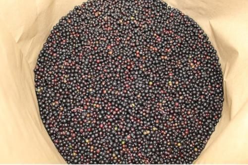 Frozen Elderberry - Image 1