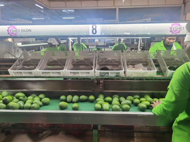 High Quality Fresh Avocado, Farm-to-Table traceable – product photo 4, product detail gallery
