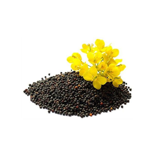 Bulk supply of rapeseed with fast delivery for food and industrial use - Image 4