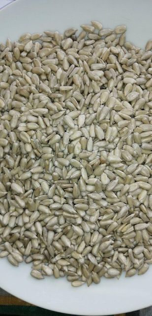 Sunflower Kernal - Image 1