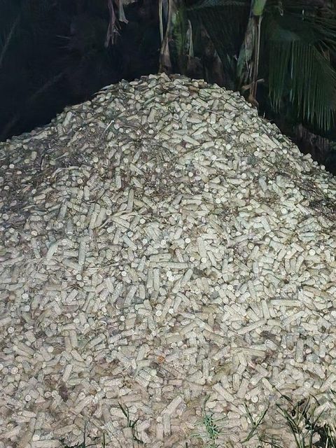 corn cobs - Image 2