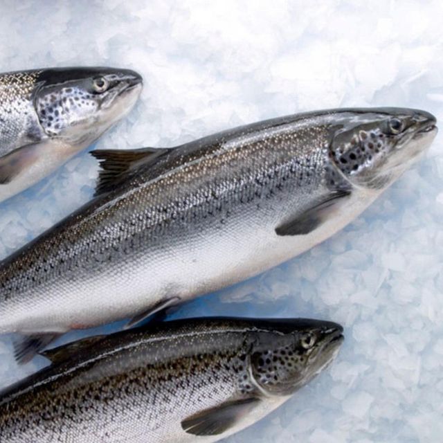Hot Selling Frozen Atlantic Salmon Top Grade Premium Seafood with Rich Taste for Wholesale Bulk and Global Market - Image 3