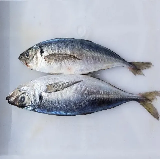 Frozen Mackerel Fish - Image 2