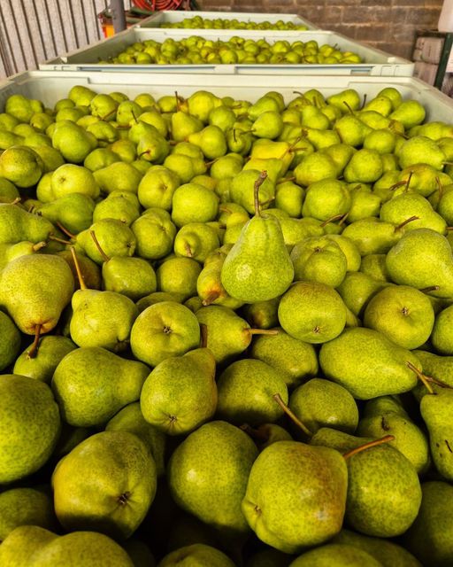 FRESH ABATE FETEL PEARS FOR SALE!! EXPORT QUALITY ABATE FETEL PEARS READY FOR EXPORT – product photo 5, product detail gallery