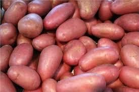 Laura Potato Shape Long Oval Eye Depth Shallow Skin Color Deep Red Tuber Shape Long Oval Freshness Level Fresh Flesh Color Deep Yellow - Image 1