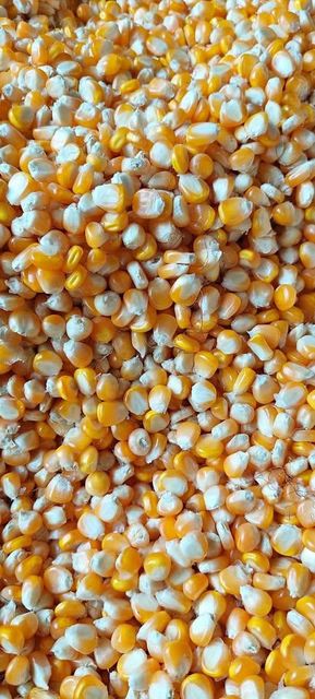 Premium Dried Shelled Corn for Export Aroma Excellent Color Bright Yellow Shelf Life Extended Moisture Content Max 14% Purity Free From - Image 1