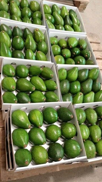 Fresh Avocado Premium Quality Ripe Green Fruit For Healthy Meals Natural Taste And Everyday Nutritious Food Supply - Image 3