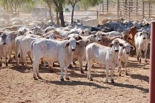 Cheap price live cattle ready for export with fast delivery and good health - Image 1