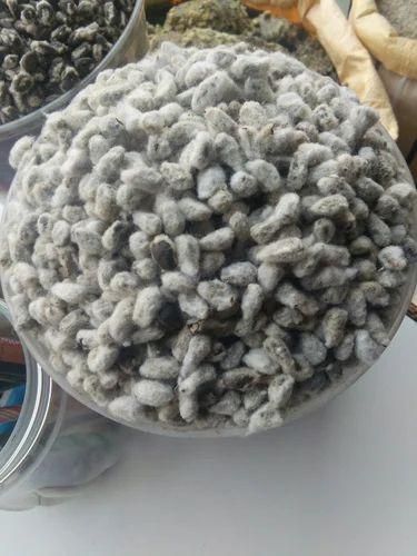 Upland Cotton Seeds for Planting - Beautiful Flowers & Fluffy Bolls - Image 4