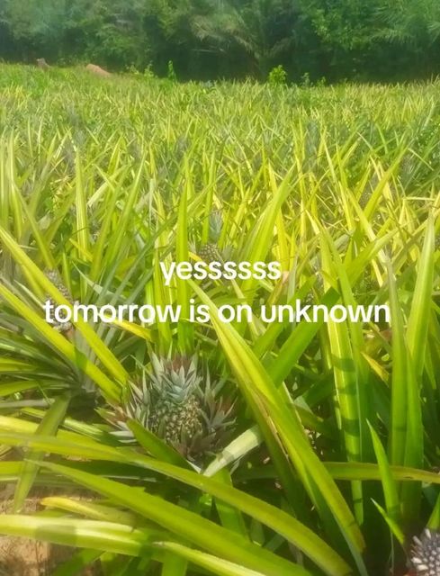 Pineapple - Image 1