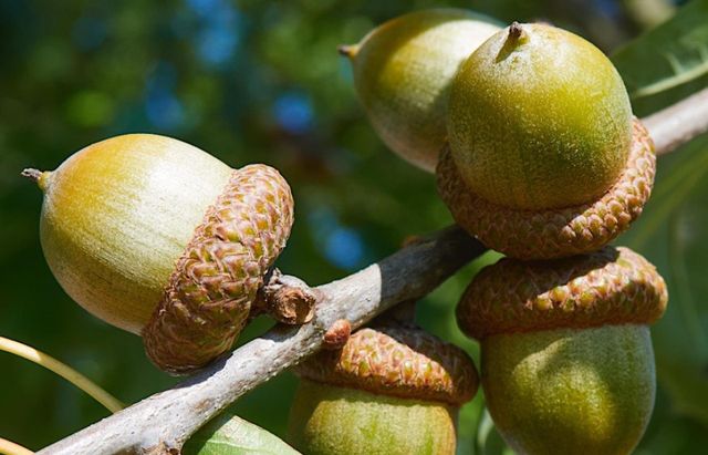 Fresh Acorns Whole Seeds Natural Forest Product Rich In Fiber Smooth Texture Ideal For Traditional Food Use Animal Feed And Bulk Supply Buy Now Fast Delivery Premium Quality Wholesale – product photo 3, product detail gallery