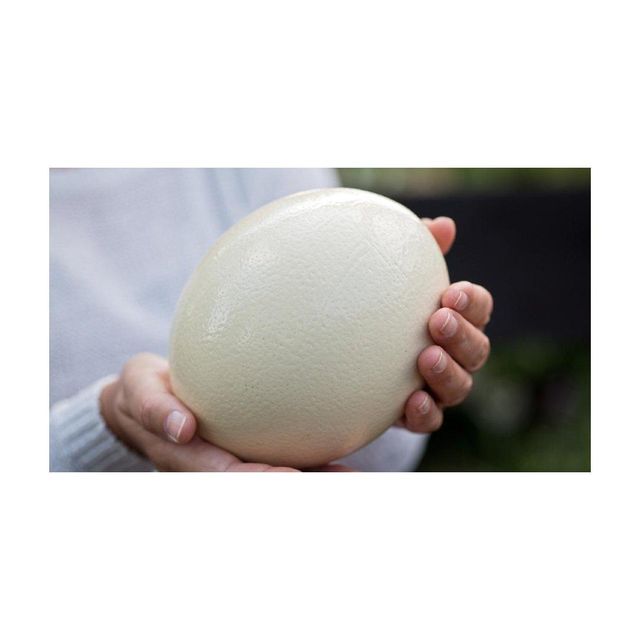 Premium ostrich eggs supplied in bulk for retail and wholesale channels - Image 3