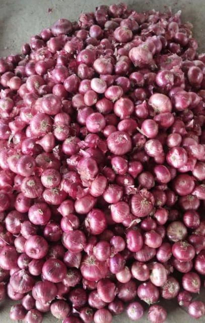 Fresh Organic Onion - Image 4