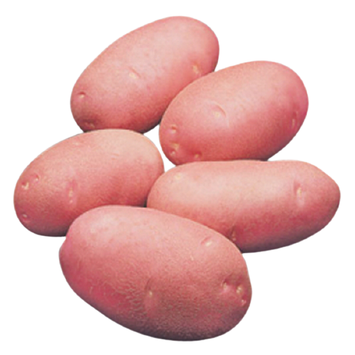 Stick Lal, Fresh Potato Weight (kg) 50 Skin Color Red Flesh Color White Origin Bangladesh Moisture Content 75–80% Minimum Order Quantity 15 Tons - Image 3