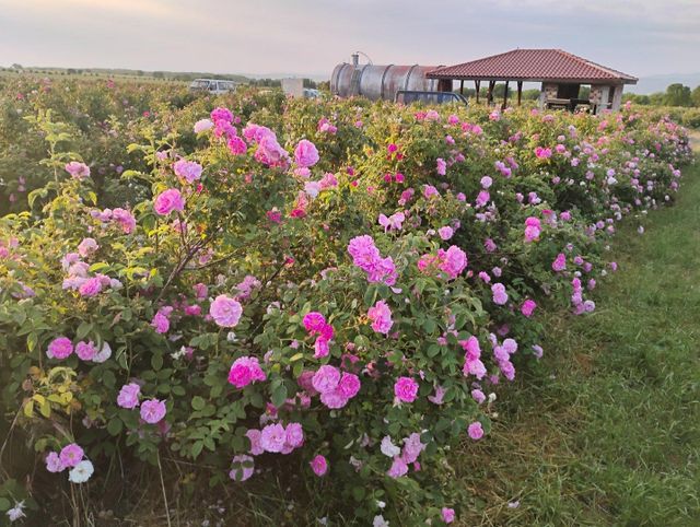 Rose essential oil Type Rosa Alba and Damascena Product Type Bulgarian Rose Attar Cultivation Type Organic and Conventional - Image 3