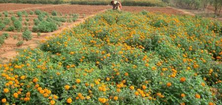 Horticultural Parks & Water Bodies Construction Service Design Scope Includes Design To Preparation Of Engineering - Image 1