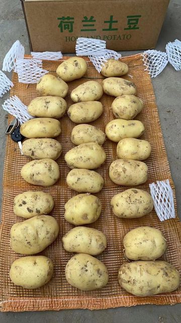 New Best International High Quality Organic Yellow Fresh Potatoes Natural Farm Grown Bulk Wholesale for Export Restaurants - Image 5