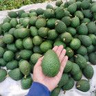 Premium Hass Avocado Flavor Nutty Texture Creamy Lead Time 14 - 21 Days Ripeness Stages Unripe And Ripe Variety Persea Americana (hass) - Image 3