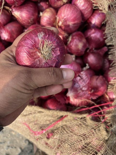 Onion – product photo 5, product detail gallery