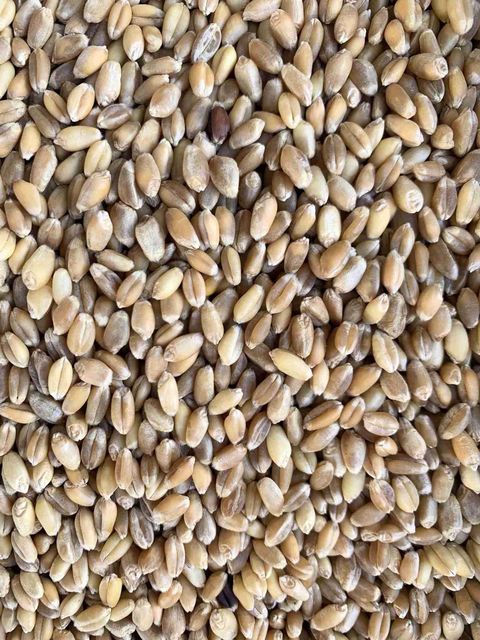 Feed Wheat Bulk Supply With Competitive Wholesale Price For Global Buyers - Image 3