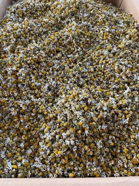 chamomile - Image 1