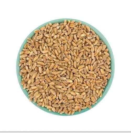 Feed Wheat Bulk Packaging For Large Volume Orders And Export Supply - Image 1