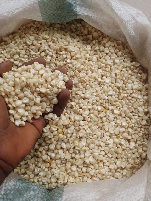 Premium White Maize Corn Wholesale Bulk Supply Export Quality White Corn Worldwide - Image 3