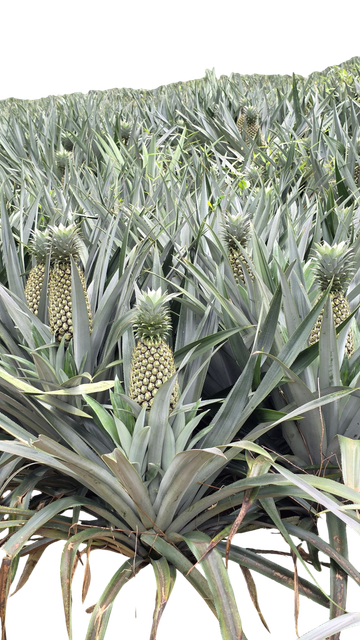 Fresh Pineapple – product photo 3, product detail gallery