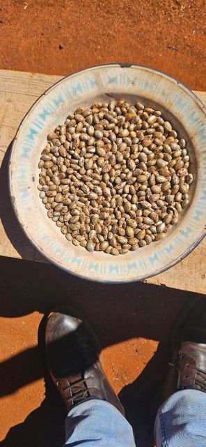 Castor beans - Image 2