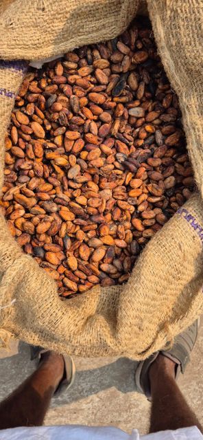 cocoa beans - Image 1