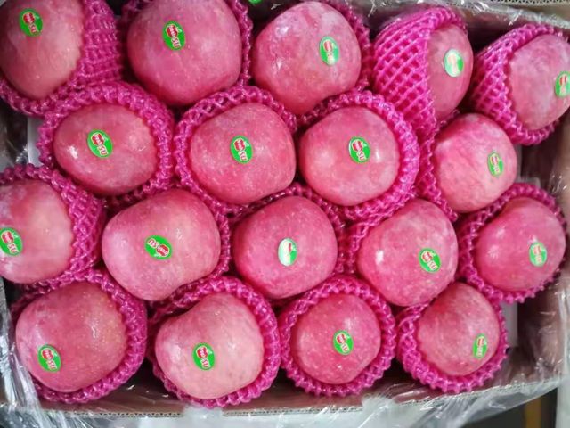 Fresh Sweet Fuji Apples for Global Premium Markets - Image 3