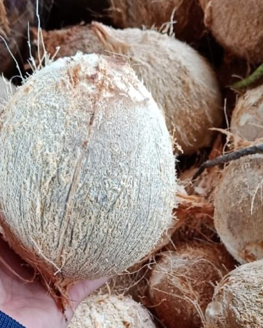 TROPICAL FRESH COCONUTS For Sale Naturally Refreshing,Premium Quality Coconuts Medium Size 11.7kg Bags - Image 2