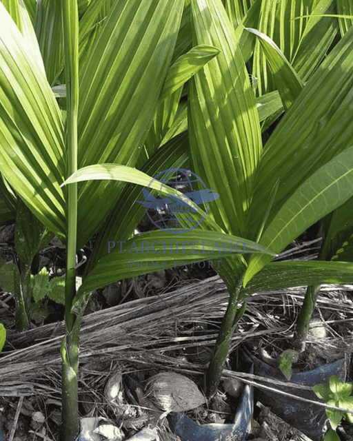 Betel nut seed / seed of areca nut Certification By request - Image 2