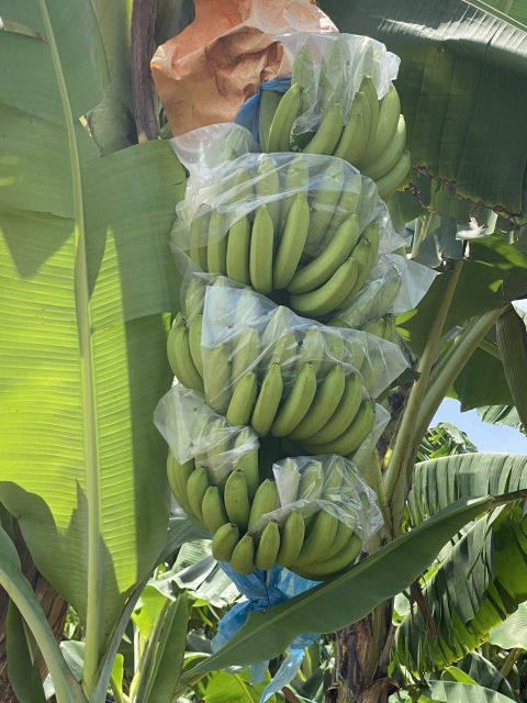 Fresh cavendish Banana - Image 1