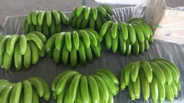 Fresh Cavendish Bananas - Image 4