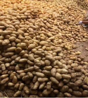 Yellow Potatoes Organic Fresh Potatoes. Fresh potato price in China/potato wholesale price/sweet potato price ton. - Image 2
