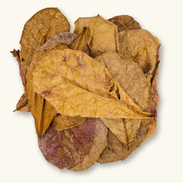DRIED CATTAPA LEAVES/ INDIAN ALMOND LEAVES - Image 1