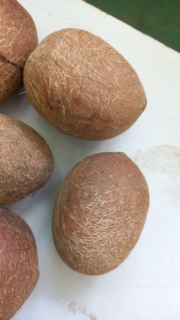 dried coconut copra or desiccated coconut (Power) - Image 2