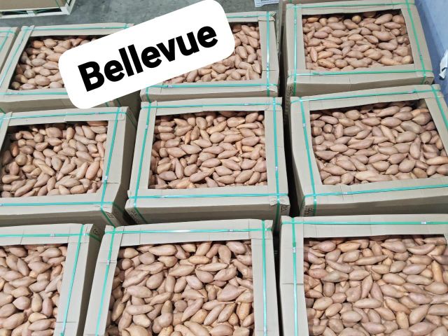 Sweet Potatoes Origin Egypt Shape Uniform Size 200–300 G Texture Smooth Features Organic Grade Export Grade Cooking Quality Excellent - Image 4