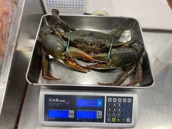 Live Mud Crab Ready for sale - Image 2