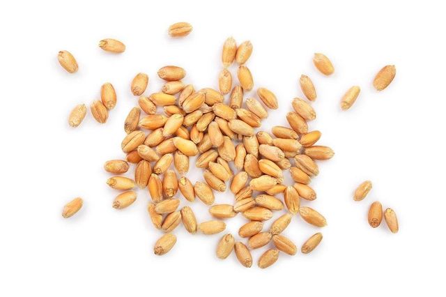 premium Hard Red Spring Wheat (HRSW) - Image 3