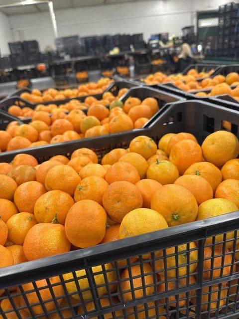 Oranges navalines Organic No Origin Greece Flesh Type Seedless Flavor Sweet, Juicy, And Aromatic Variety Navelina Oranges, navalines - Image 1