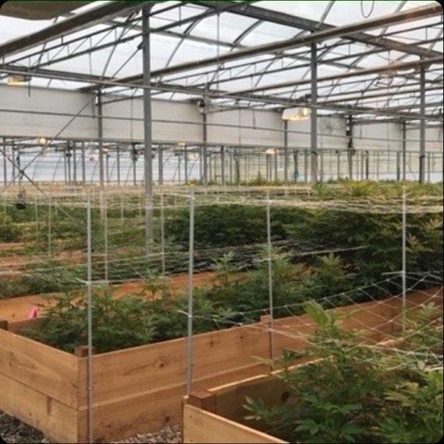 Alpha Pharms Feminized Hemp Seeds Germination Rate 99% Stock Status In Stock Unit Size 100 Seed Pack Minimum Purchase 1 Seed Pack - Image 3