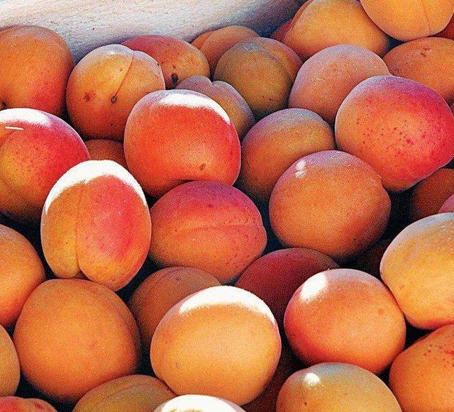 Fresh Apricot Grade A, A Style Fresh Color Orange Type Apricot Weight (kg) 50, 50 Model Number 5556423 Taste Natural - Image 1