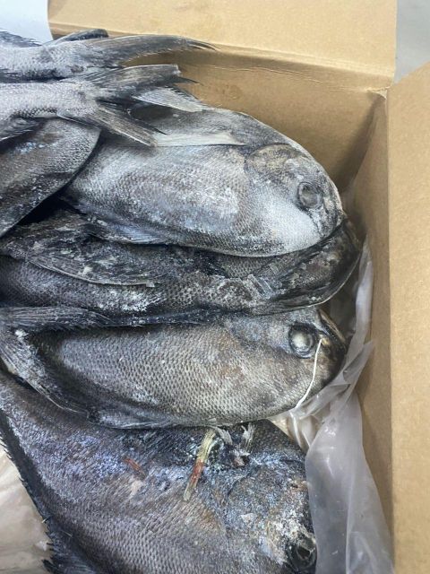 Atlantic Pomfret Quality 1 Size 800 - Image 3