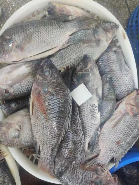 FROZEN TILAPIA - Image 2
