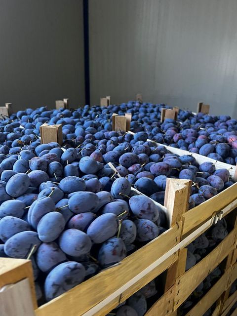 Fresh Stanley Plums Texture Tender Variety Stanley Color Deep Purple Shelf Life Reliable Storage Type Refrigerated Packaging 9 kg wooden boxes - Image 5