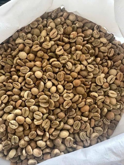 Hot-Selling Premium Ethiopian Arabica & Robusta Green Coffee Beans – Export-Grade Raw Coffee Beans for Roasting, Specialty Coffee, and Commercial Blends - Image 4