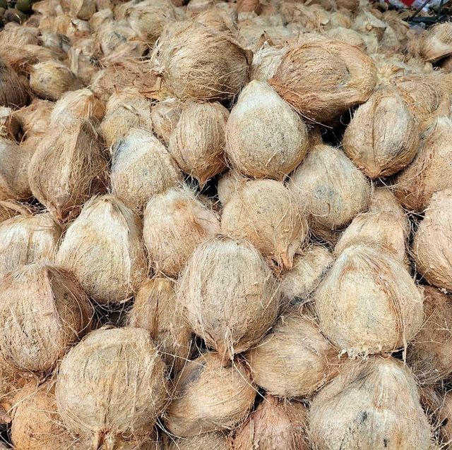 Premium Quality - Semi husked Coconut - Export Quality - for Global Wholesale buyers – product photo 3, product detail gallery