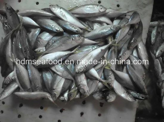 Fresh Frozen Japanese Jack Mackerel Nw 9kgs Gw 10kgs Style Whole Origin China Model NO. H-M Processing Bqf Package - Image 1
